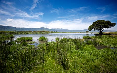 Lake In The Ngorongoro Crater Stock Photo - Download Image Now - iStock