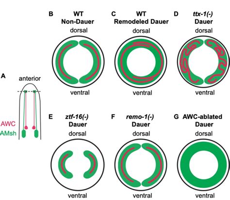 Schematic of amphid sensory organ remodeling in C. elegans dauer... | Download Scientific Diagram