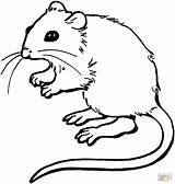 Mouse coloring Page  Free Printable Coloring Pages sketch template