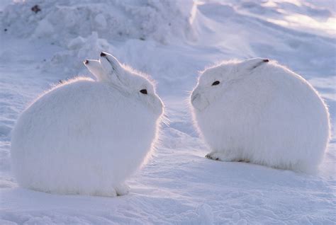 Arctic Hare Lepus Arcticus, Ellesmere Photograph by Art Wolfe - Pixels