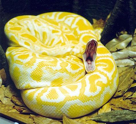 Albino Snake Europe Species of European Viperinae ~ planetanimalzone