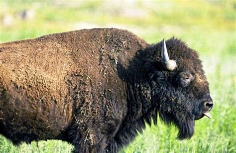 Top 11 Unique And Exotic Farm Animals You Need To Know - Animal Kooky