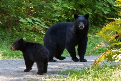 World WIldlife Day- SPotlight on ohio's Wildlife - WARREN CO SWCD