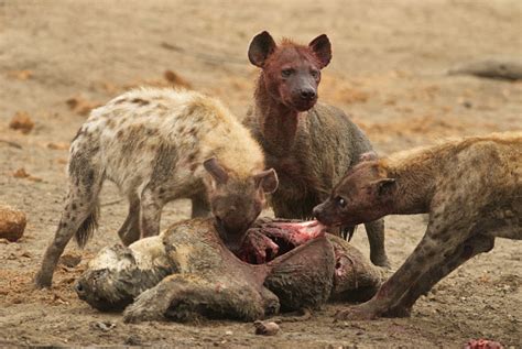 Hyenas Eat Lion Stock Photo - Download Image Now - iStock