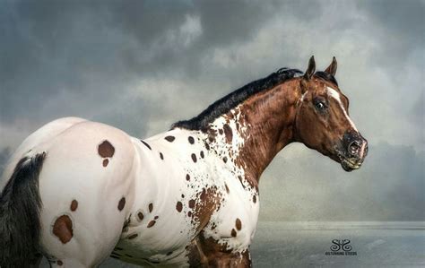 white and brown | Appaloosa horses, Cute horses, Horses