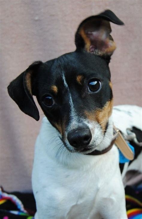 Timmy - Small Male Miniature Fox Terrier Mix in QLD - PetRescue | Miniature fox terrier, Rat ...