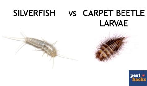 carpet-beetle-larvae-vs-silverfish - Pest Hacks