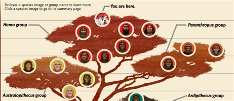 Human family tree - INTERACTIVE. To date, fossils from many different hominins have been ...