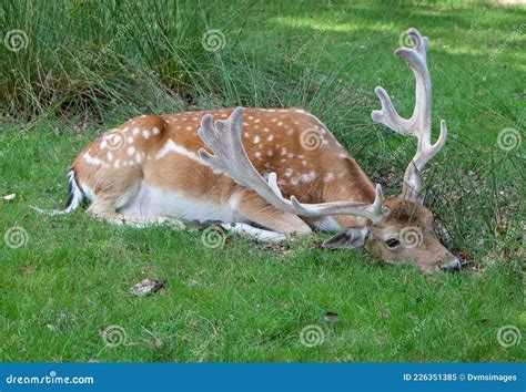 Fallow Deer with Antlers Resting Stock Image - Image of leaves, spotted ...