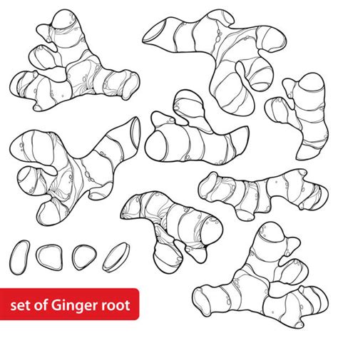 White Ginger Illustrations, Royalty-Free Vector Graphics & Clip Art - iStock