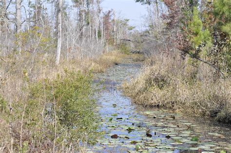 Apalachee Wildlife Management Area 15 | Apalachee Wildlife M… | Flickr