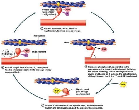 Physiology of Skeletal Muscle Contraction