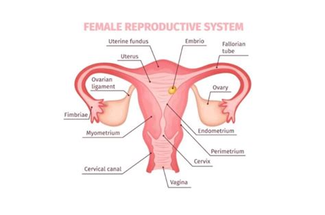 Fungsi Fimbriae pada Sistem Reproduksi Wanita, Mengapa Penting? - Sonora.id