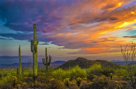 Saguaro Sunset Photograph by William Lax - Fine Art America