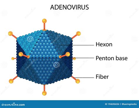 Structure Of Adenovirus. Vector Diagram | CartoonDealer.com #34731829