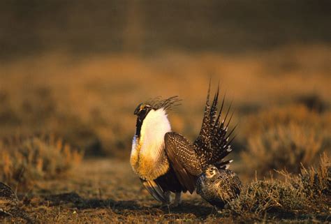 Sage Grouse Changing from Threatened to Endangered