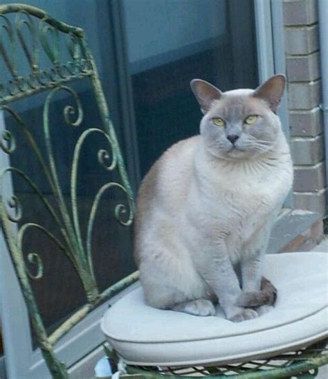 Harvey the lilac burmese cat | Burmese cat, Tonkinese cat, Cat biting