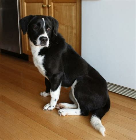 Mimi is a sweet, shy border collie/lab mix, about 1 year old and 45lbs. This calm girl is ...