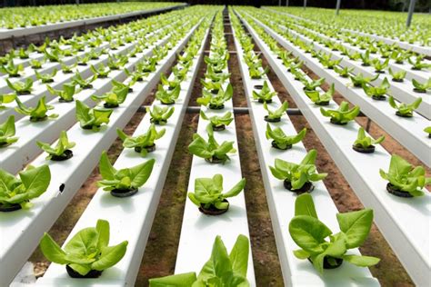 The Benefits of Hydroponics – The Ultimate List - Gardening Heavn