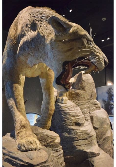 Life reconstruction of a prehistoric saber-tooth cat on display at the ...