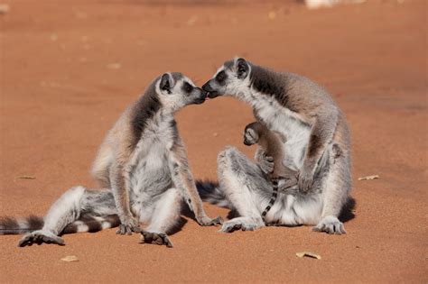 Morgan Freeman Lends Voice to 'Island of Lemurs: Madagascar' - 4 Photos - Front Row Features