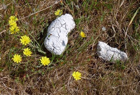 Woman finds rare white dog poo in Suffolk