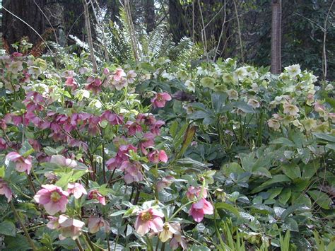 A Winter Tapestry of Hellebores - SlowFlowers Journal