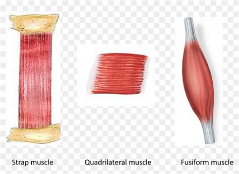 Muscles With Parallel Muscular Fasciculi - Parallel Muscle, HD Png Download - 1076x733(#6547885 ...