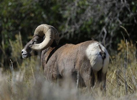 6 Places To Spy Colorado Wildlife In The Pikes Peak Region | Pikes peak ...