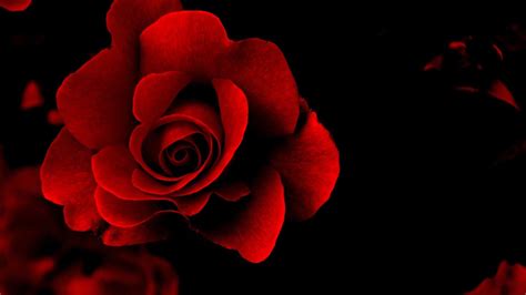 Pin by Plah Chatamma on ROSE ROUGE | Red roses wallpaper, Rose ...