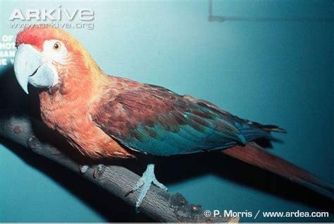 Cuban macaw - Alchetron, The Free Social Encyclopedia