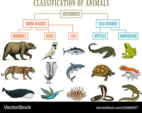 Classification of animals reptiles amphibians Vector Image