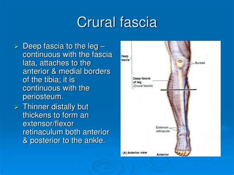 PPT - Update on Chronic Venous Disease Treatment PowerPoint Presentation - ID:484806