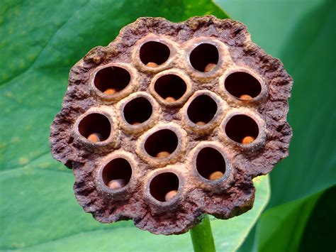 The science of trypophobia: A fear of clustered objects - Business Insider