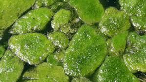 Biology –Algae | askIITians