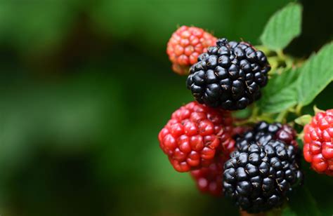 Berries From Alaska – Alaska Wild Berry Products