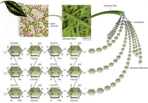 cellulose