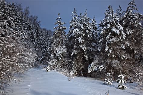 File:Wv-mountain-trail-winter-snow-trees - West Virginia - ForestWander.jpg - Wikimedia Commons