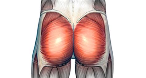 Buttock Pain - Causes, Injuries, Treatment and Rehabilitation