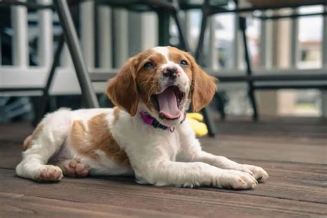 11 Brittany Spaniel Breeders In U.S.: Quality Comes First