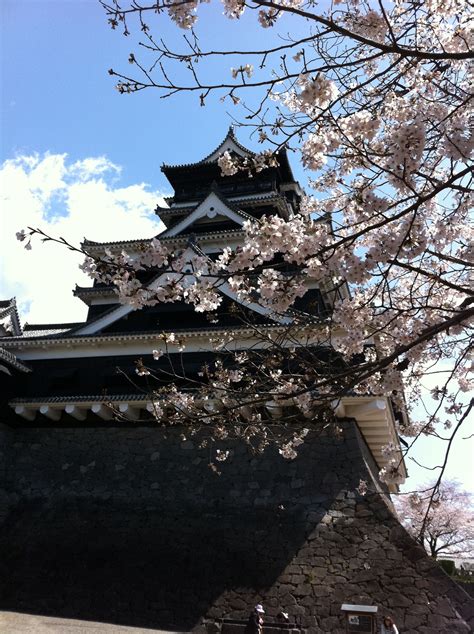 Kumamoto castle with Cherry blossom.