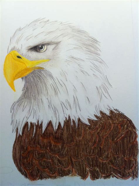 iz- sample eagle for yearbook 2014 | Eagle, Bald eagle, Art