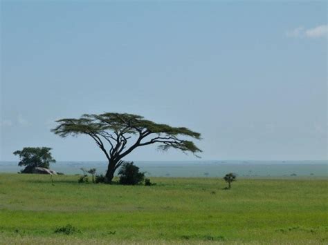 Safari Ecology: Why do savanna trees have flat tops?