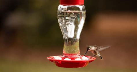 Recipe Hummingbird Nectar – Make Your Own