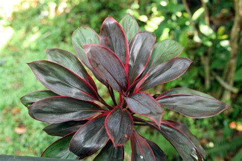 Cordyline fruticosa (Baby Doll Ti Plant, Good-Luck Plant, Hawaiian Ti ...