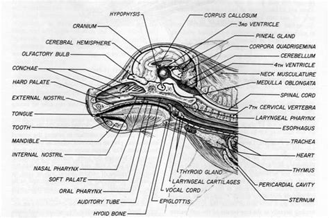 [DIAGRAM] Guinea Pig Ear Diagram - MYDIAGRAM.ONLINE