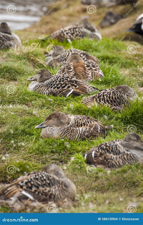 Female Common Eider Birds Nesting Stock Photo - Image of chicks, common: 58610904