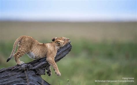 Top 44 Finalists In The 2023 Comedy Wildlife Photo Awards You Need To ...