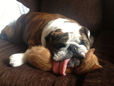 31 Animals That Use Each Other As Pillows | Bored Panda