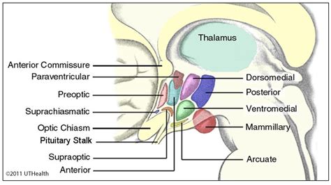Neuroanatomy Online: Lab 11 - The Limbic System - Hypothalamus - Introduction